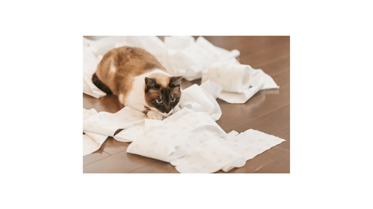 Toilet-paper-from-supermarket-Had-disappeared-Big-incident.jpg